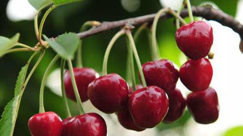 北京九价HPV疫苗接种点信息及金贝供卵相关服务指南